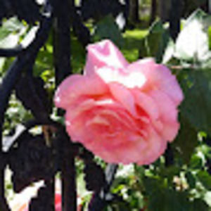 Meet your Posher, Talisa